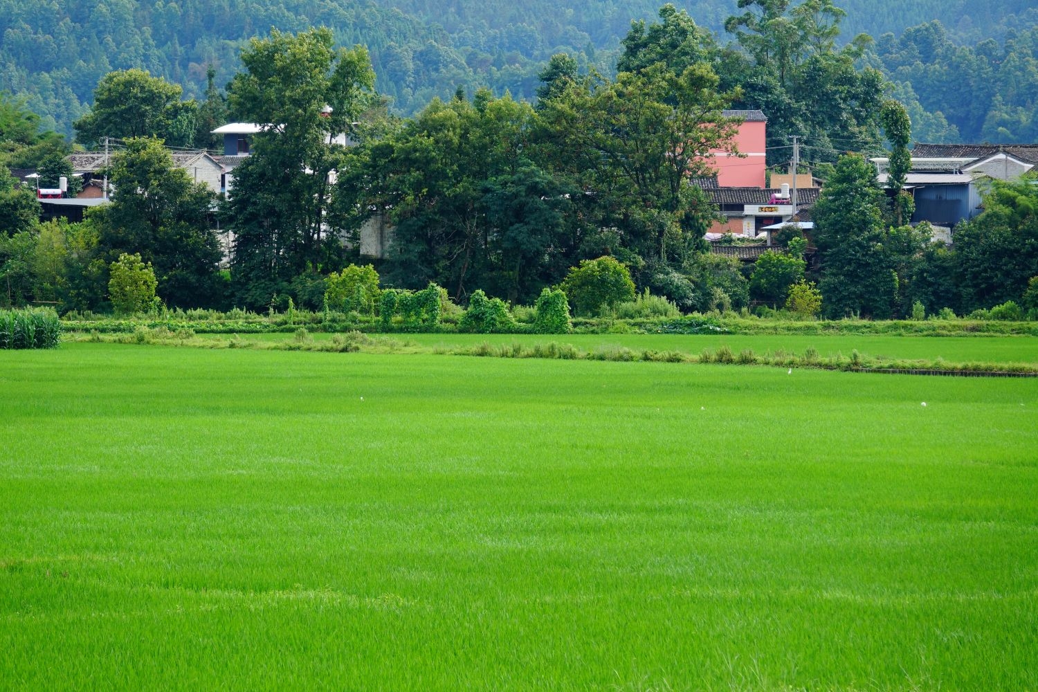高清自然风景摄影图片稻田稻穗水稻田园风光设计素材 (173)