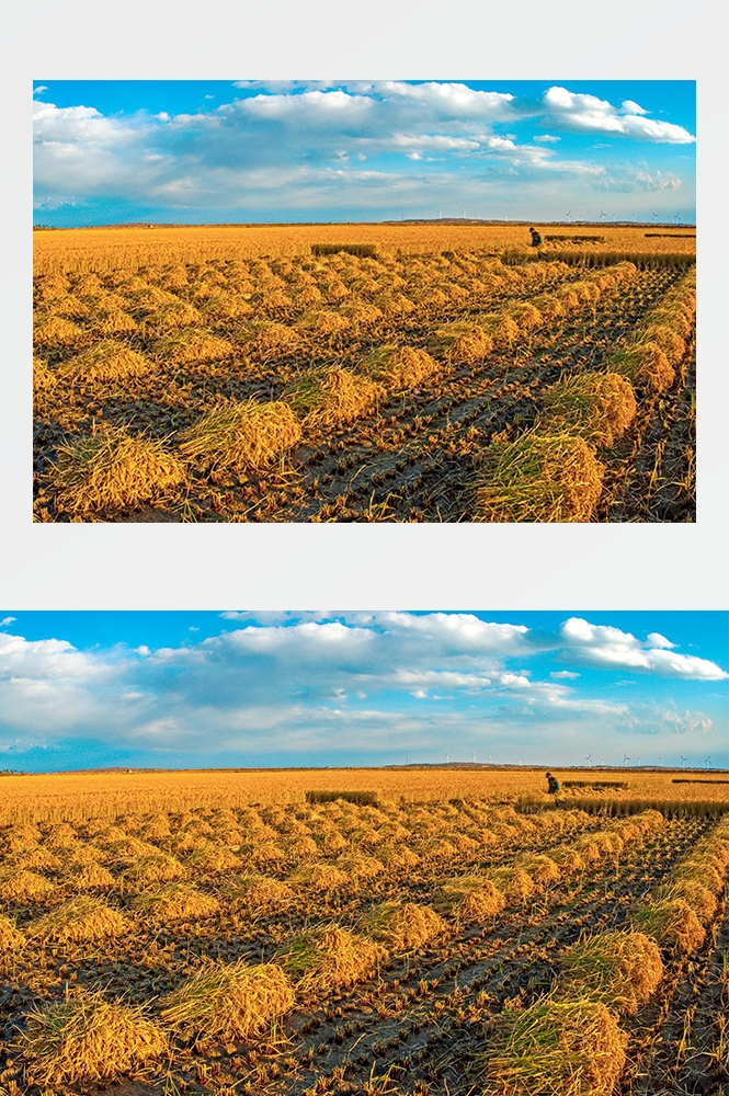 高清自然风景摄影图片稻田稻穗水稻田园风光设计素材