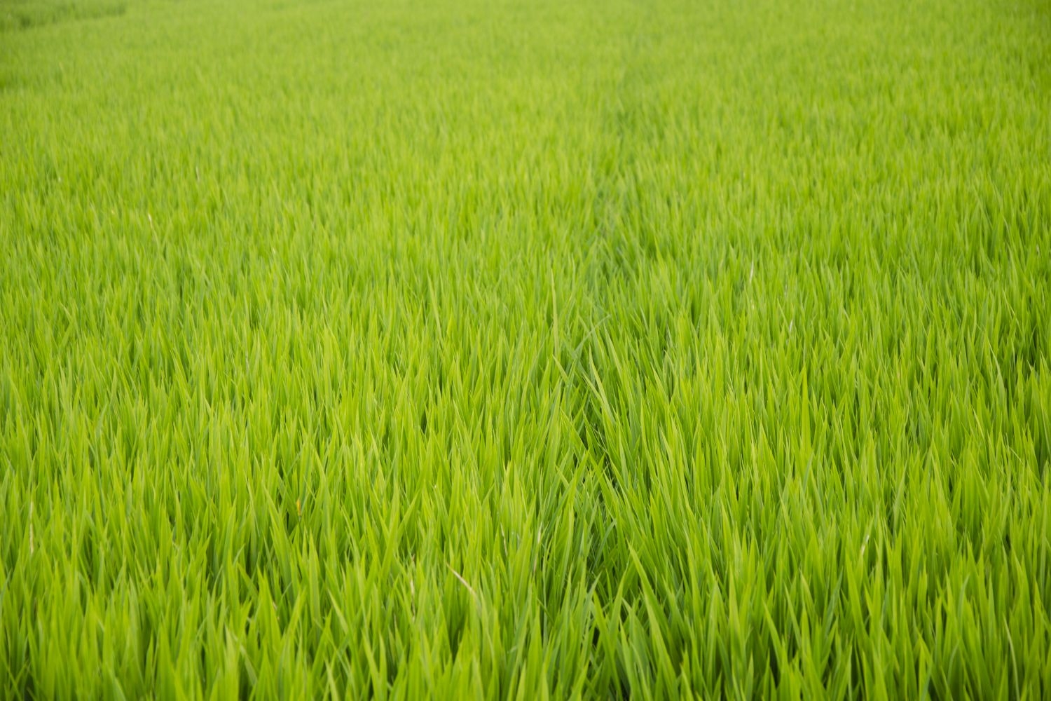 高清自然风景摄影图片稻田稻穗水稻田园风光设计素材 (151)