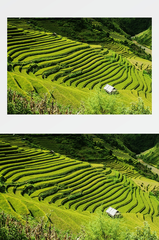 高清自然风景摄影图片稻田稻穗水稻田园风光设计素材