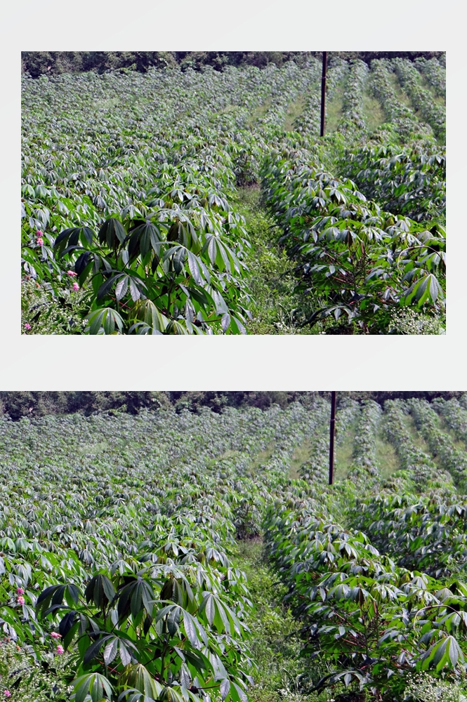 乡村田野风光高清图片 (282)