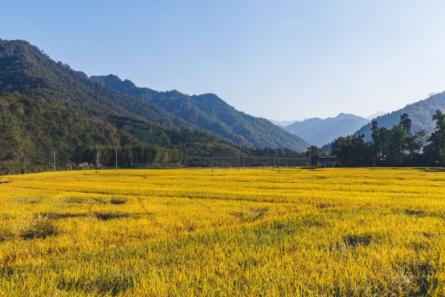 高清自然风景摄影图片稻田稻穗水稻田园风光设计素材 (143)