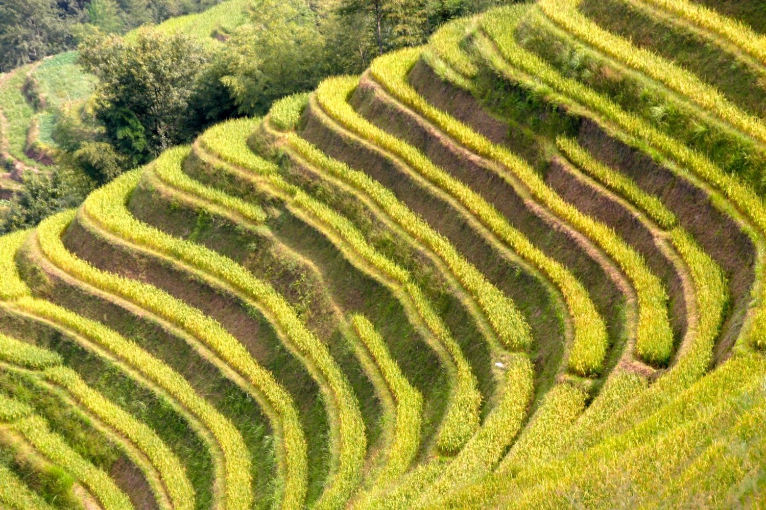 高清自然风景摄影图片稻田稻穗水稻田园风光设计素材 (57)