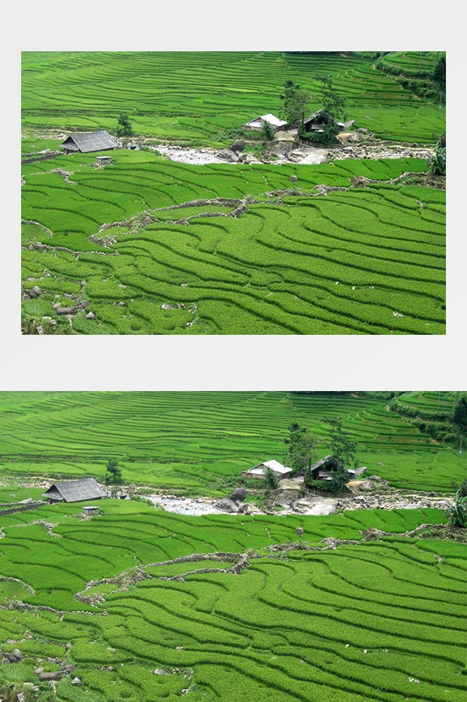 高清自然风景摄影图片稻田稻穗水稻田园风光设计素材