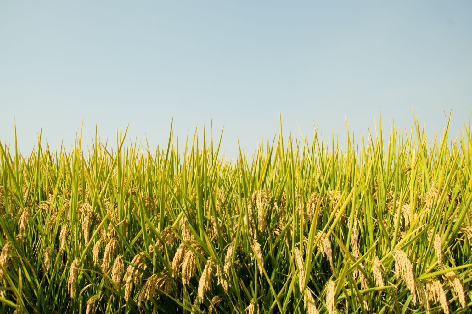 高清自然风景摄影图片稻田稻穗水稻田园风光设计素材 (155)