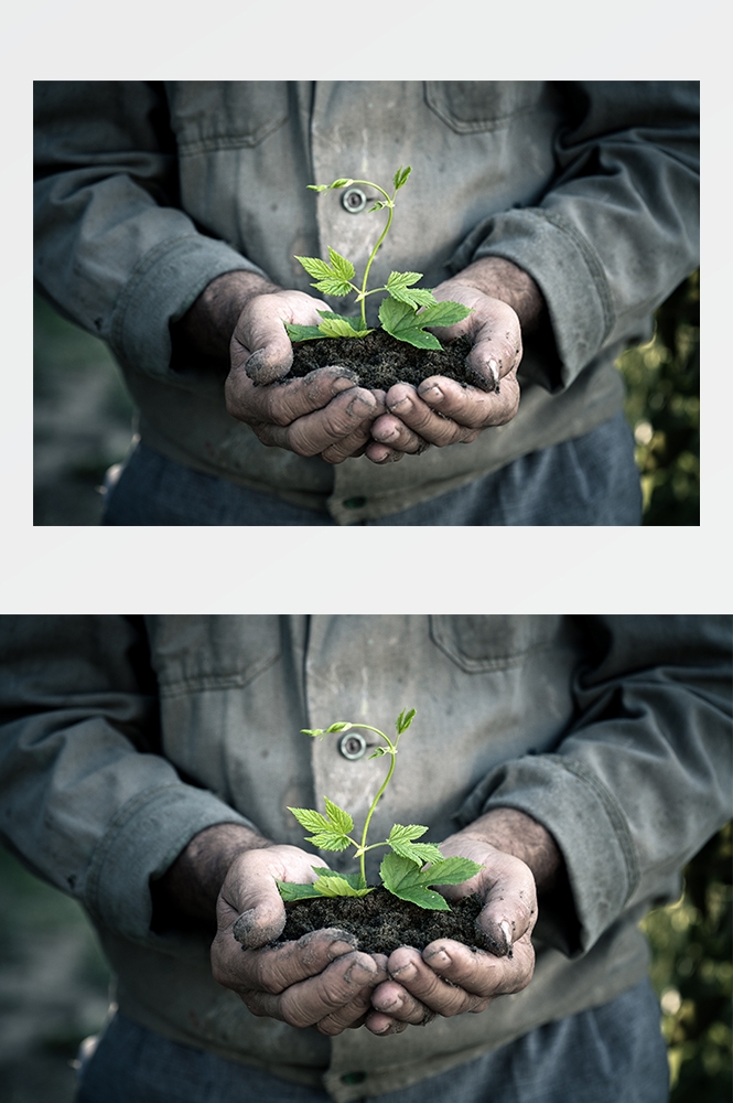 高清自然风景JPG图片幼苗嫩芽嫩叶树苗植物成长