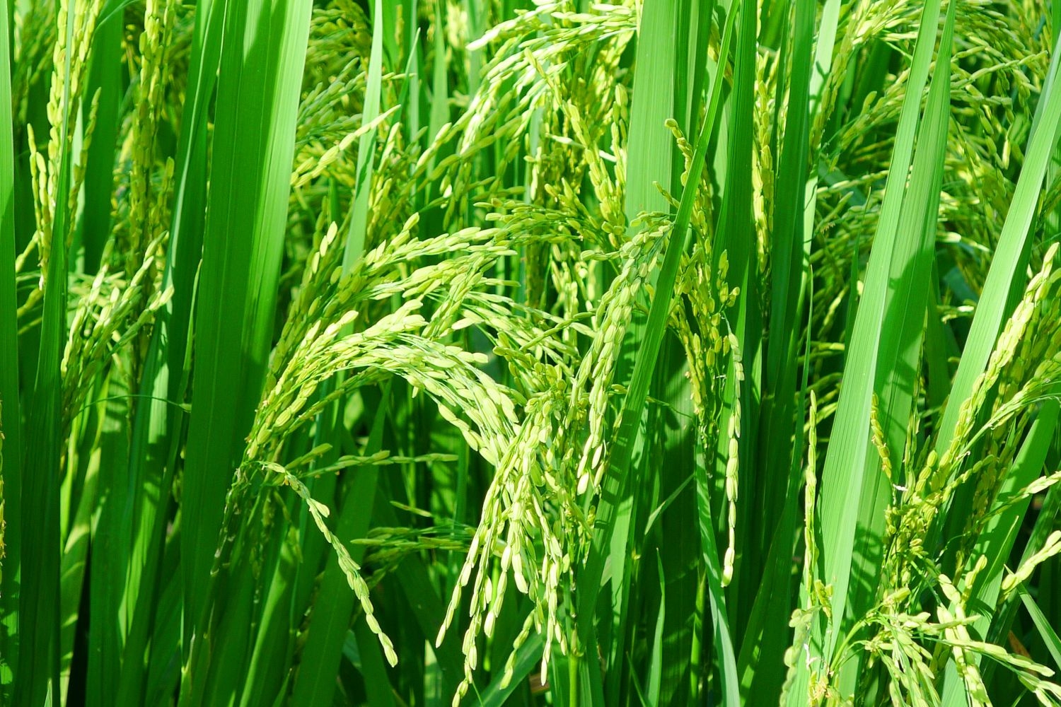 高清自然风景摄影图片稻田稻穗水稻田园风光设计素材 (174)