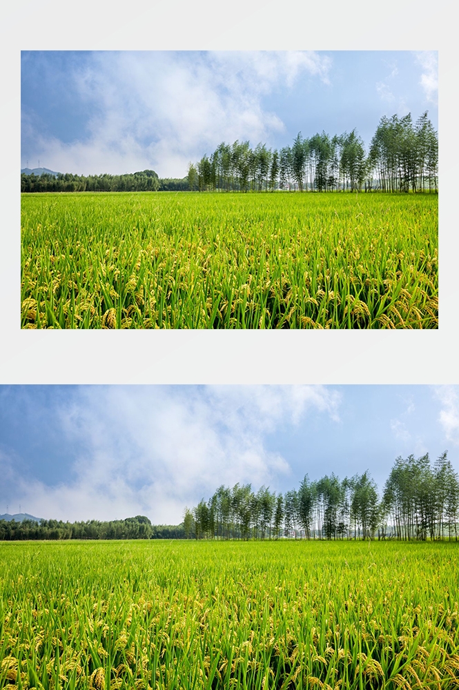 高清自然风景摄影图片稻田稻穗水稻田园风光设计素材