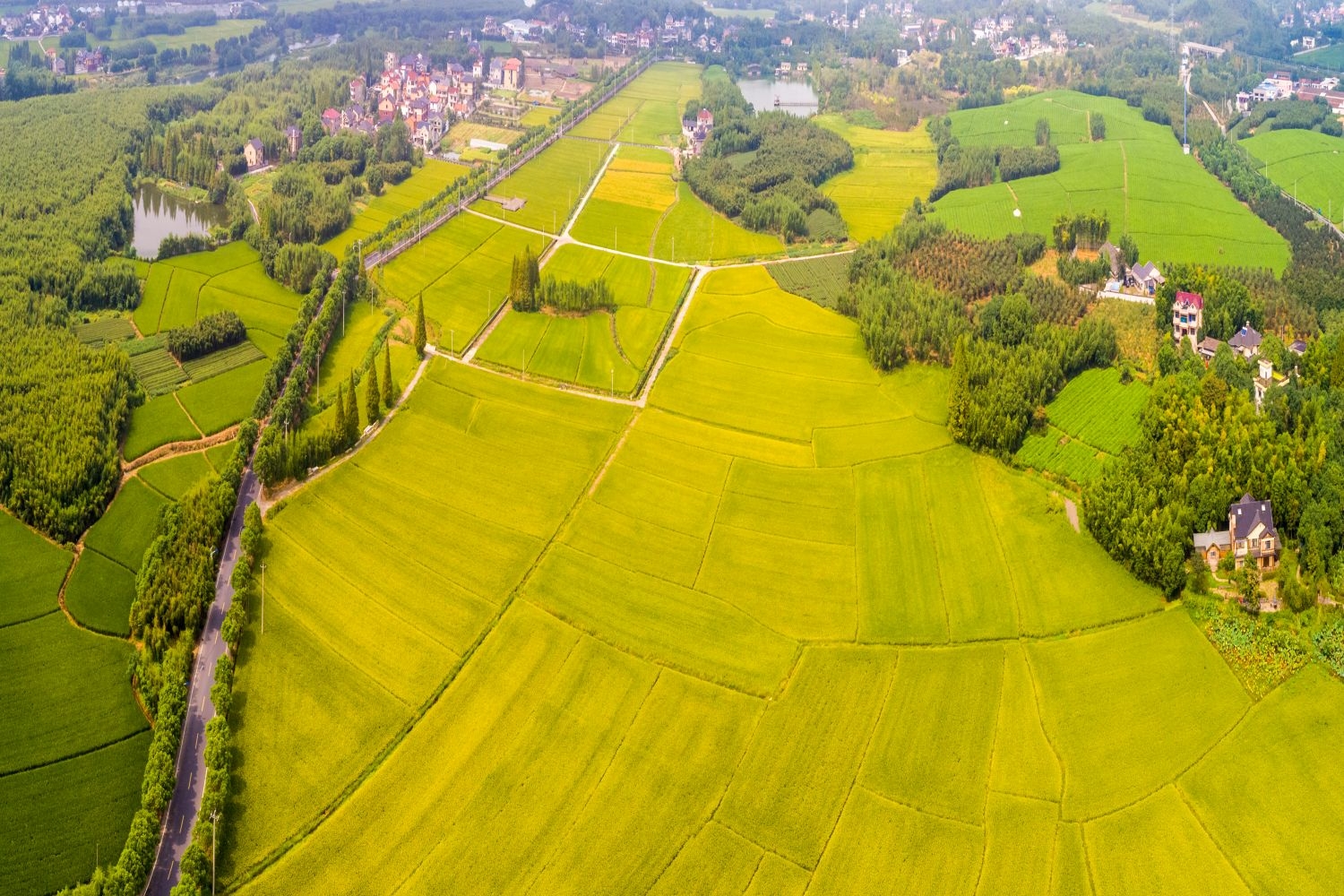 高清自然风景摄影图片稻田稻穗水稻田园风光设计素材 (162)