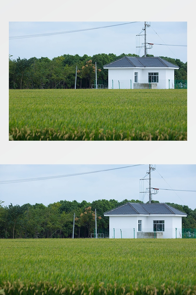 高清自然风景摄影图片稻田稻穗水稻田园风光设计素材