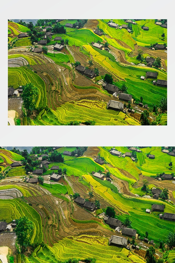高清自然风景摄影图片稻田稻穗水稻田园风光设计素材