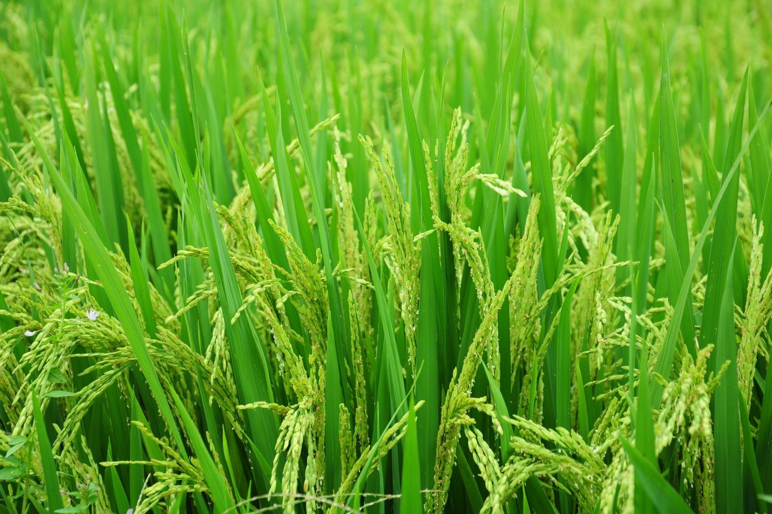 高清自然风景摄影图片稻田稻穗水稻田园风光设计素材 (58)