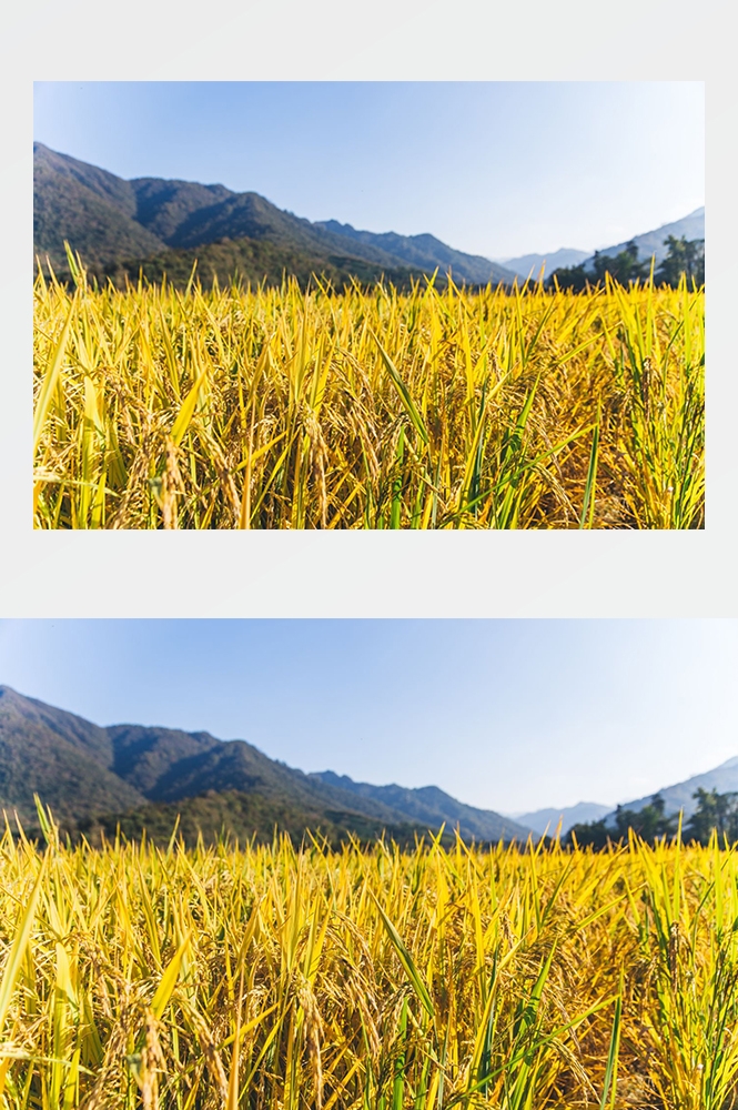 高清自然风景摄影图片稻田稻穗水稻田园风光设计素材