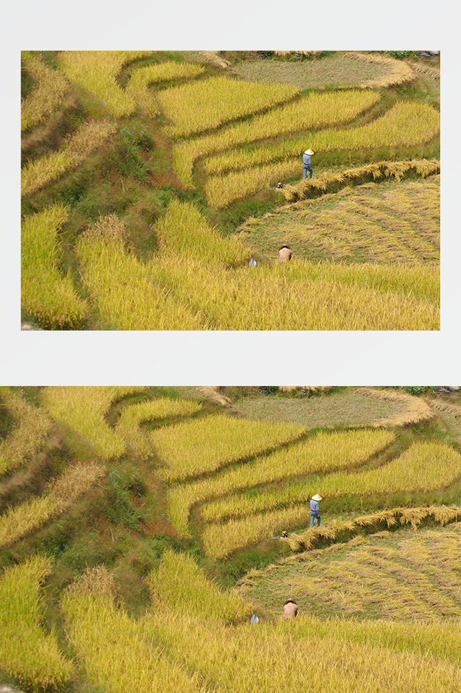 高清自然风景摄影图片稻田稻穗水稻田园风光设计素材