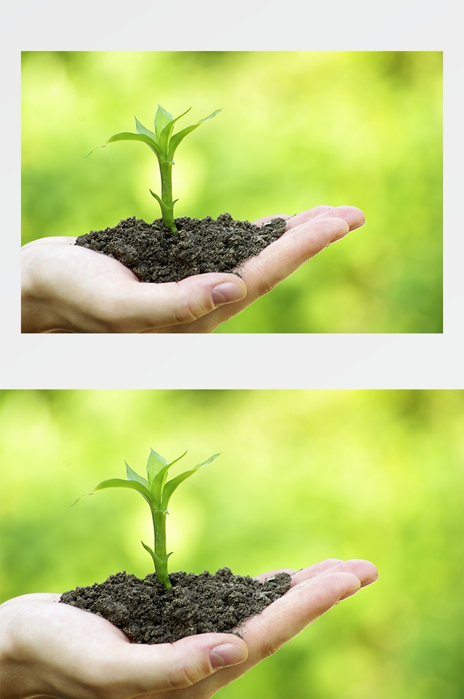 高清自然风景JPG图片幼苗嫩芽嫩叶树苗植物成长
