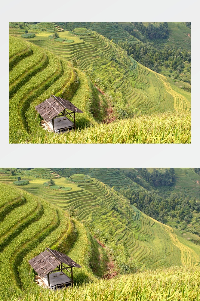 高清自然风景摄影图片稻田稻穗水稻田园风光设计素材