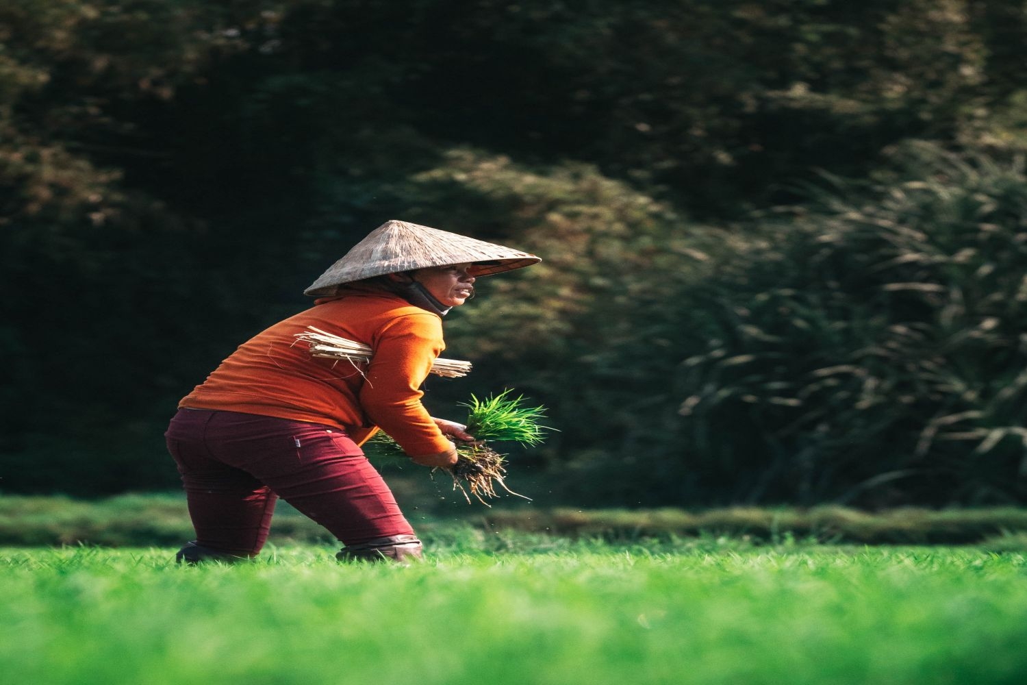 高清自然风景摄影图片稻田稻穗水稻田园风光设计素材 (117)