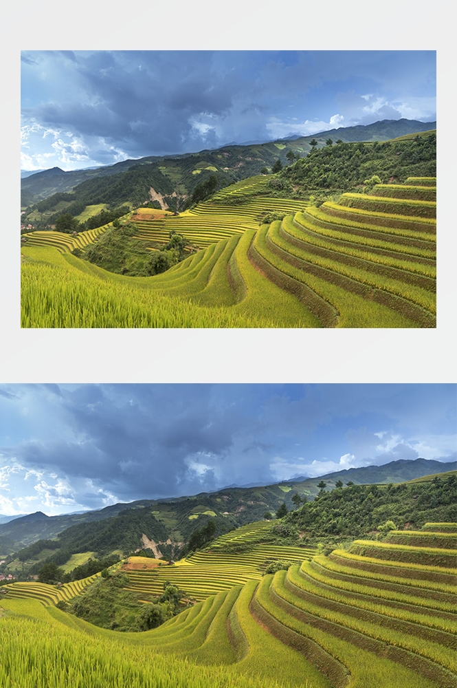 高清自然风景摄影图片稻田稻穗水稻田园风光设计素材