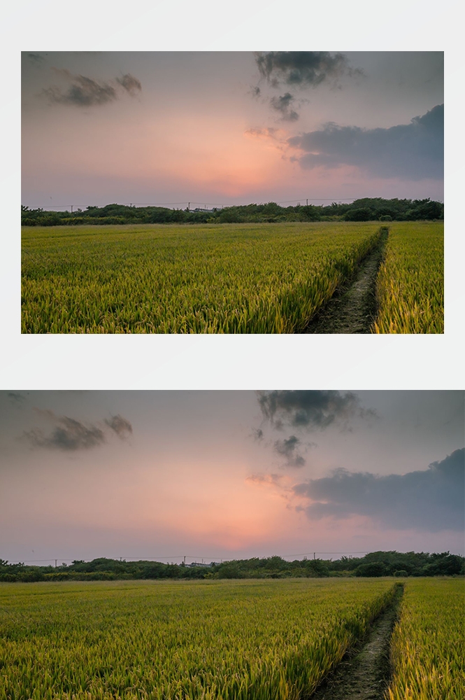 高清自然风景摄影图片稻田稻穗水稻田园风光设计素材