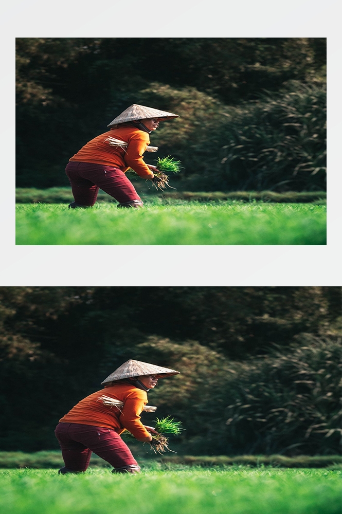 高清自然风景摄影图片稻田稻穗水稻田园风光设计素材