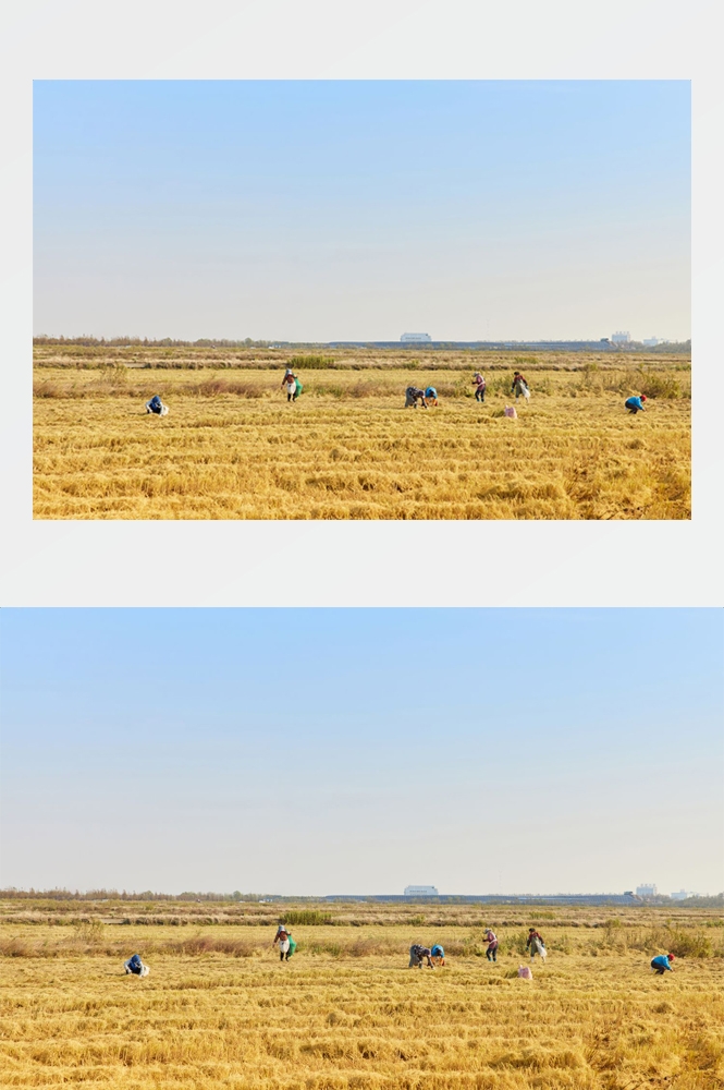 乡村田野风光高清图片 (10)