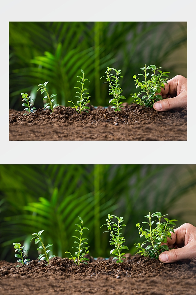 高清自然风景JPG图片幼苗嫩芽嫩叶树苗植物成长