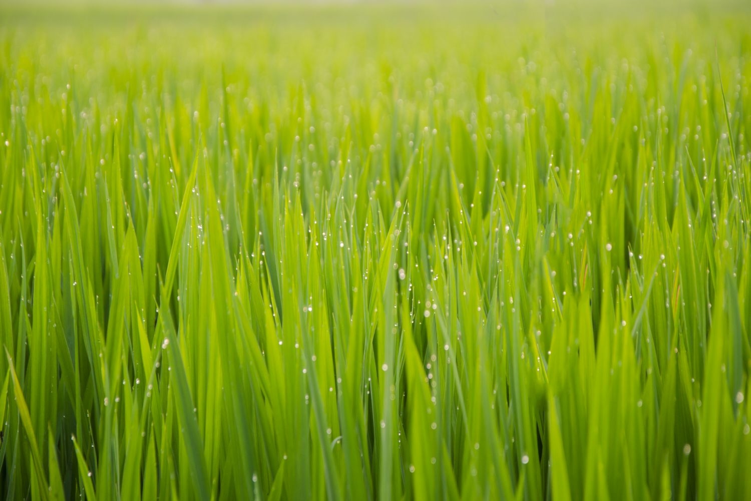 高清自然风景摄影图片稻田稻穗水稻田园风光设计素材 (152)