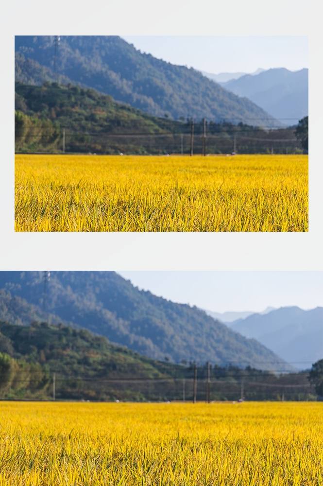 高清自然风景摄影图片稻田稻穗水稻田园风光设计素材