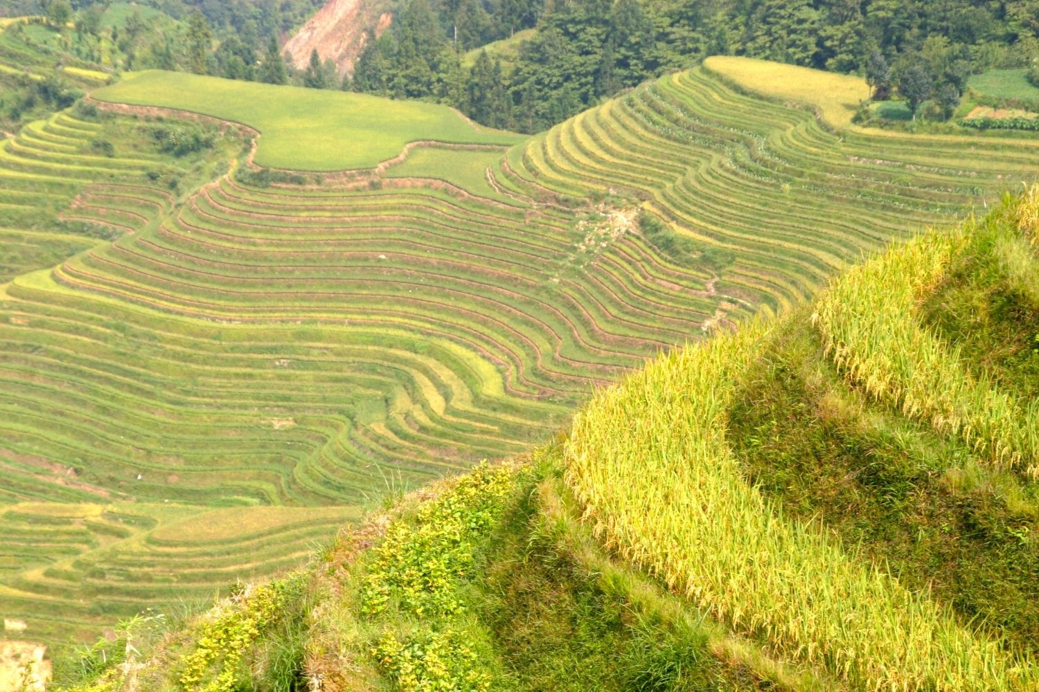 高清自然风景摄影图片稻田稻穗水稻田园风光设计素材 (54)