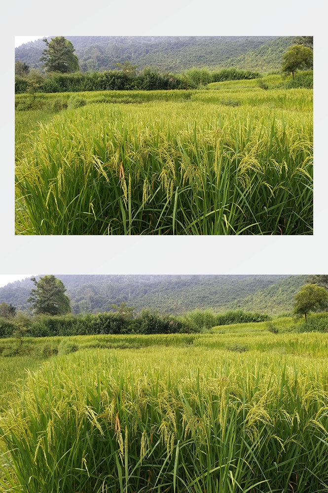 高清自然风景摄影图片稻田稻穗水稻田园风光设计素材