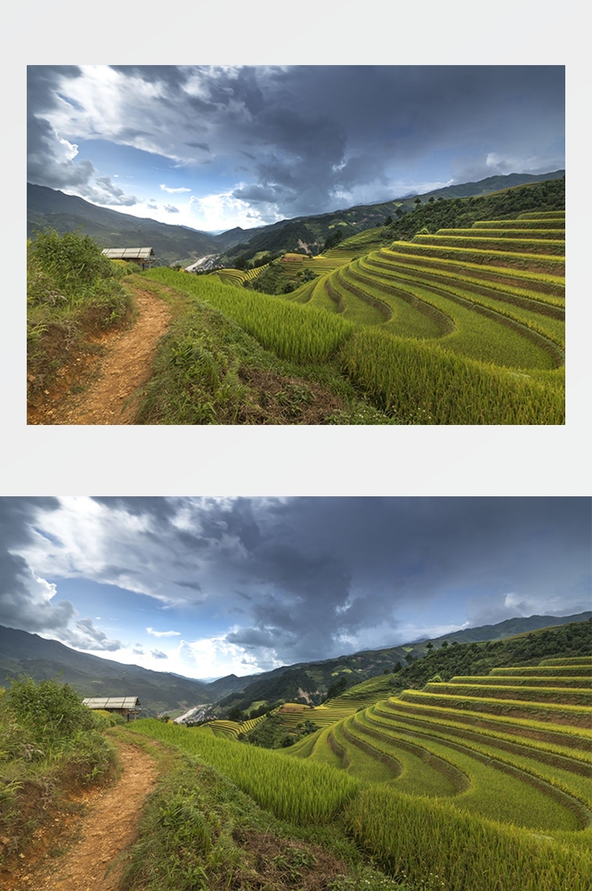 高清自然风景摄影图片稻田稻穗水稻田园风光设计素材