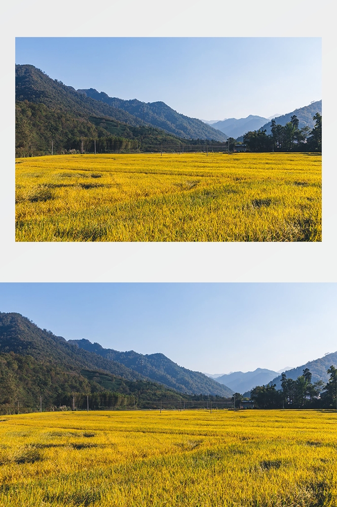 高清自然风景摄影图片稻田稻穗水稻田园风光设计素材