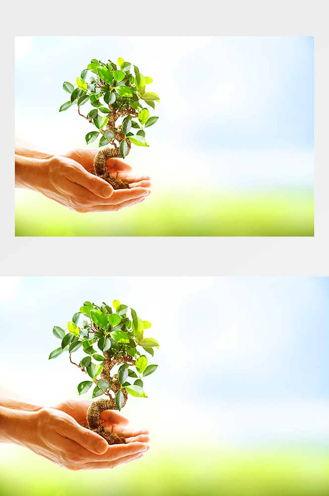 高清自然风景JPG图片幼苗嫩芽嫩叶树苗植物成长
