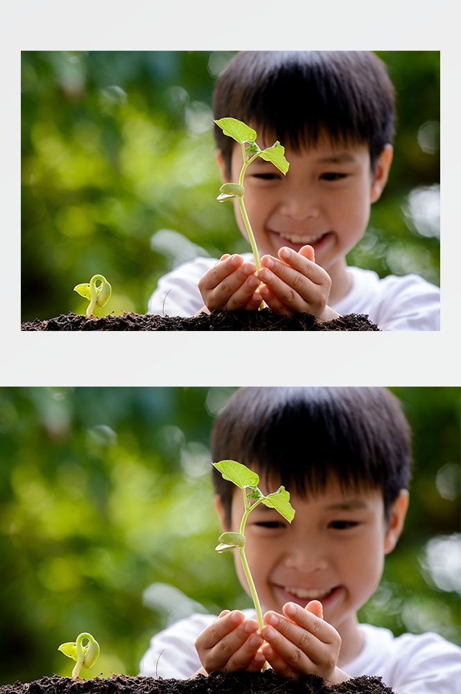 高清自然风景JPG图片幼苗嫩芽嫩叶树苗植物成长
