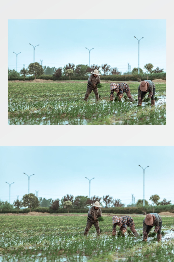 乡村田野风光高清图片 (286)