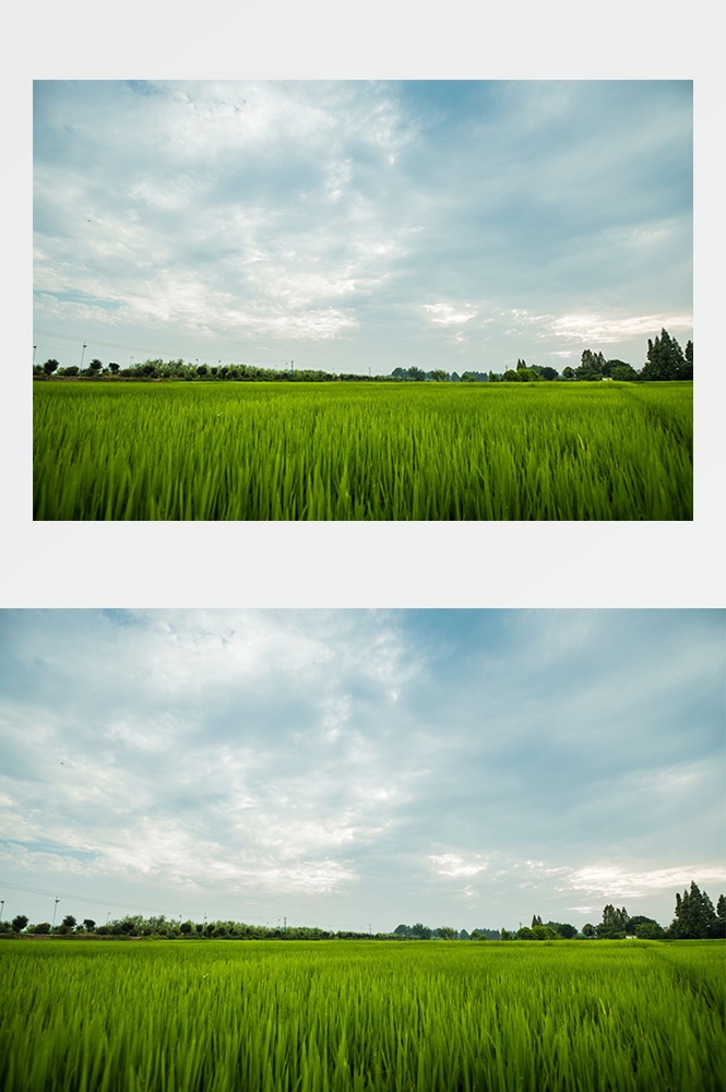 高清自然风景摄影图片稻田稻穗水稻田园风光设计素材