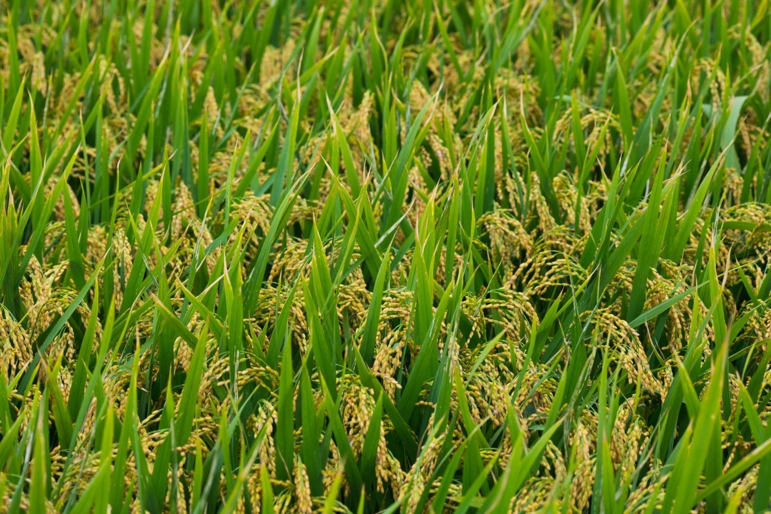 高清自然风景摄影图片稻田稻穗水稻田园风光设计素材 (161)