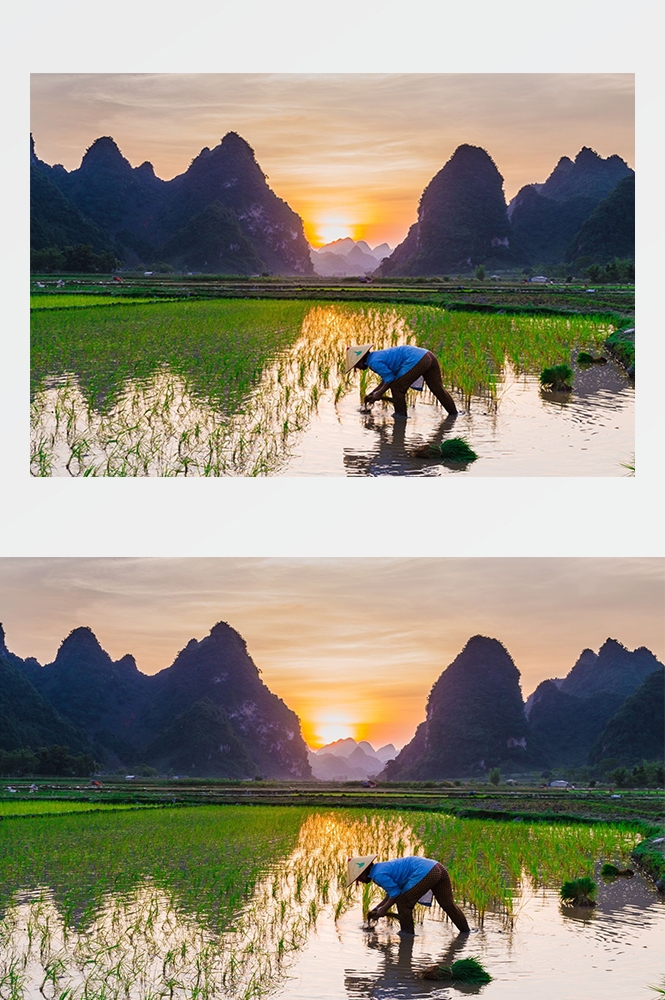 高清自然风景摄影图片稻田稻穗水稻田园风光设计素材
