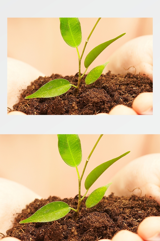 高清自然风景JPG图片幼苗嫩芽嫩叶树苗植物成长