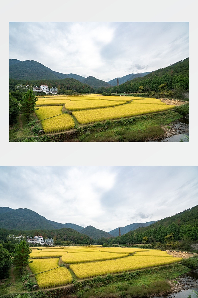 高清自然风景摄影图片稻田稻穗水稻田园风光设计素材