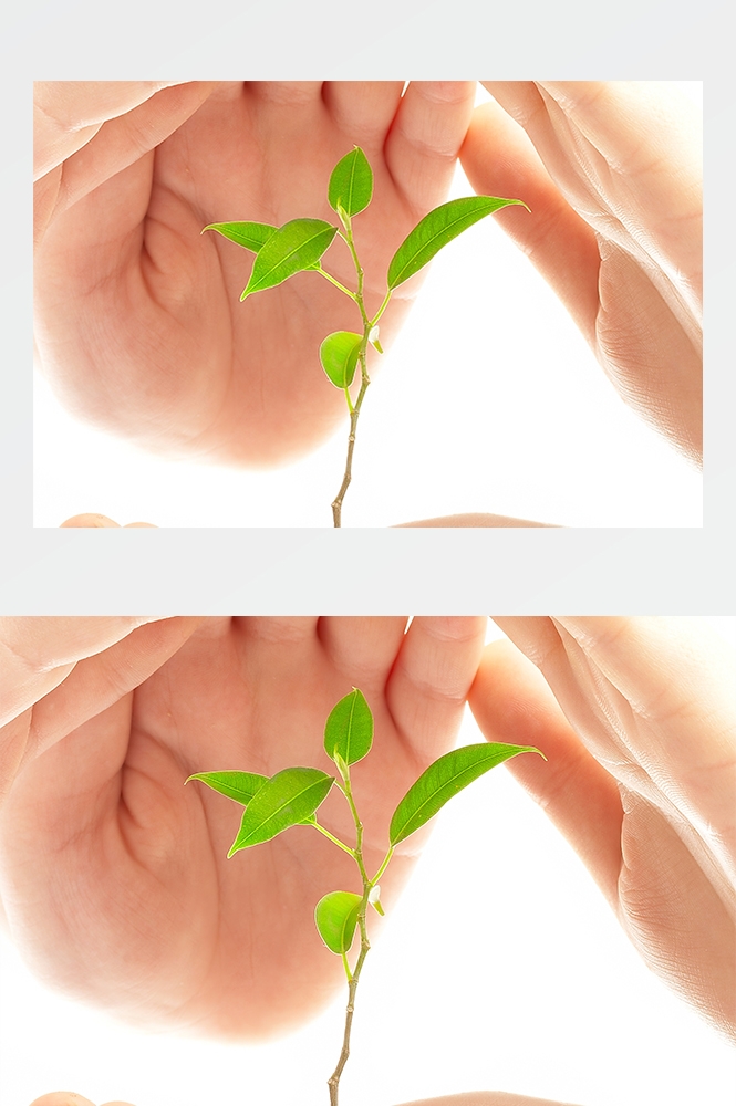 高清自然风景JPG图片幼苗嫩芽嫩叶树苗植物成长
