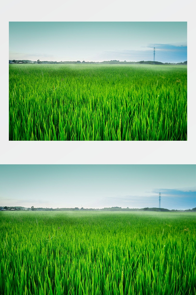 高清自然风景摄影图片稻田稻穗水稻田园风光设计素材