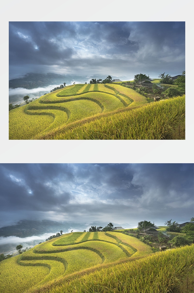 高清自然风景摄影图片稻田稻穗水稻田园风光设计素材