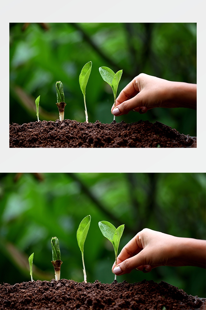 高清自然风景JPG图片幼苗嫩芽嫩叶树苗植物成长