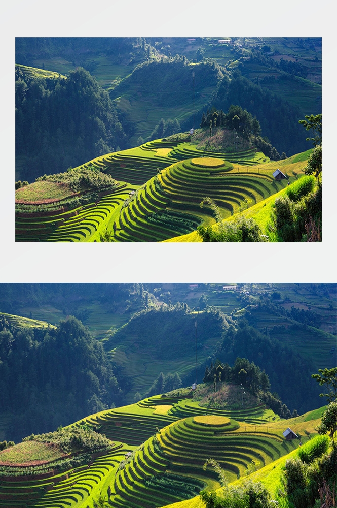 高清自然风景摄影图片稻田稻穗水稻田园风光设计素材