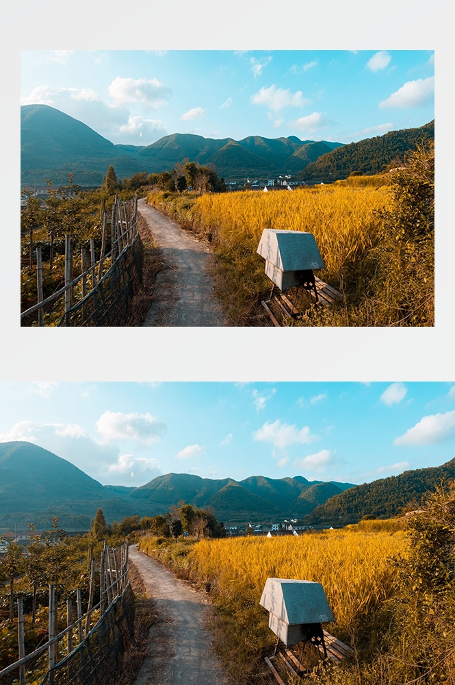 高清自然风景摄影图片稻田稻穗水稻田园风光设计素材