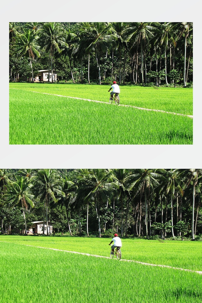 高清自然风景摄影图片稻田稻穗水稻田园风光设计素材