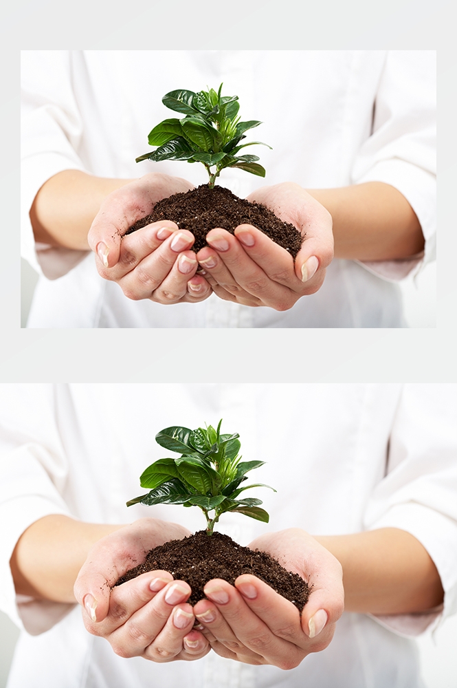 高清自然风景JPG图片幼苗嫩芽嫩叶树苗植物成长
