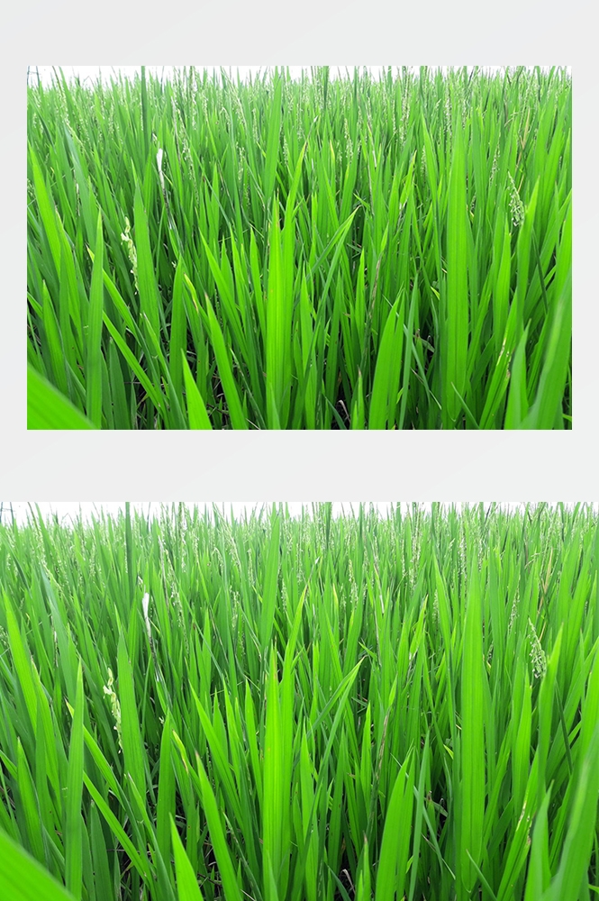 高清自然风景摄影图片稻田稻穗水稻田园风光设计素材