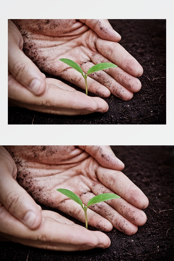 高清自然风景JPG图片幼苗嫩芽嫩叶树苗植物成长 (40)
